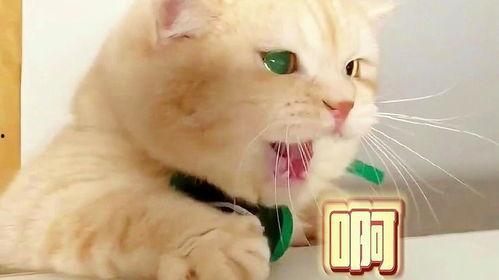 娱乐吃瓜君猫生气歌,萌宠音乐新潮流