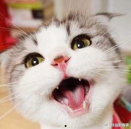 娱乐吃瓜猫张一张,揭秘娱乐圈背后的那些事儿